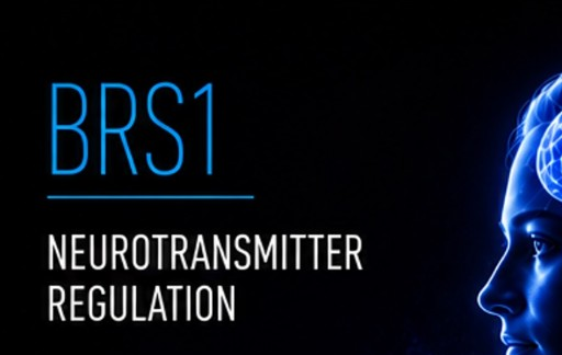 BRS1 — Neurotransmitter Regulation